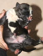 DDDawgs Savanna (AI)